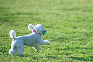 photo:犬